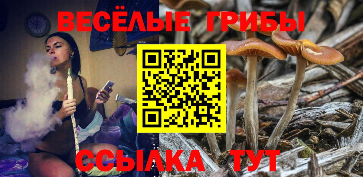 Галлюциногенные грибы Psilocybine cubensis Сергиев Посад